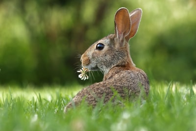 草丛上棕兔的选择性聚焦照片